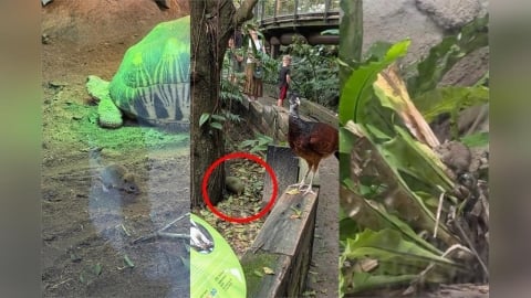 「安鼠之亂」燒至木柵動物園多地驚見肥大老鼠　園方急說明