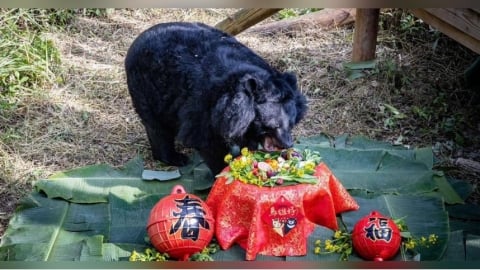 今年第4隻！壽山動物園黑熊「瑪莉」離世　30年精彩生命圓滿謝幕
