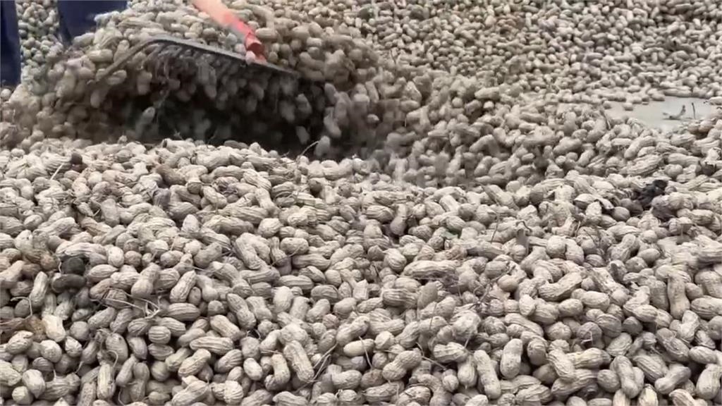 美國花生「零關稅」恐衝擊國內3成花生農　農業部將輔導轉作