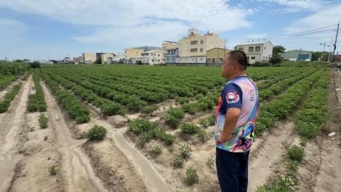 美國花生「零關稅」恐衝擊國內3成花生農　農業部將輔導轉作