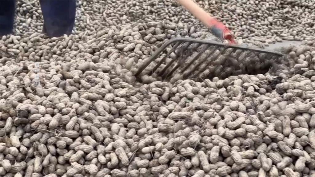 美國花生「零關稅」恐衝擊國內3成花生農　農業部將輔導轉作