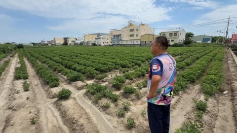 美國花生「零關稅」恐衝擊國內3成花生農　農業部將輔導轉作