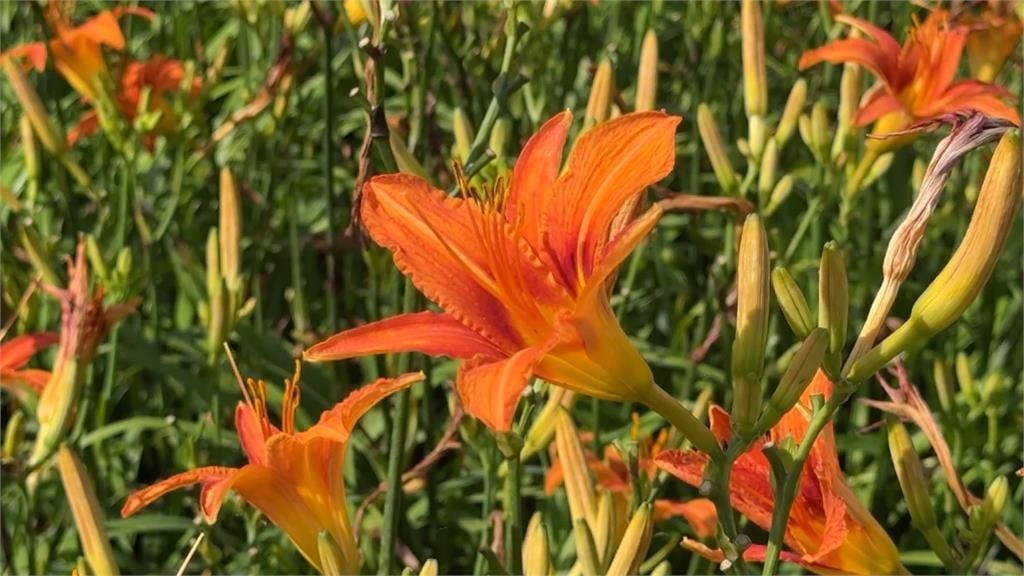 日月潭「紫金花海」大爆發　十公頃金針花、馬鞭草滿開