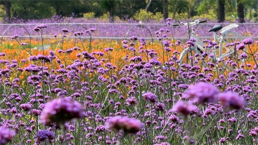 日月潭「紫金花海」大爆發　十公頃金針花、馬鞭草滿開