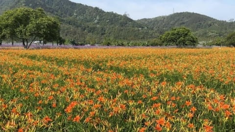 日月潭「紫金花海」大爆發　十公頃金針花、馬鞭草滿開