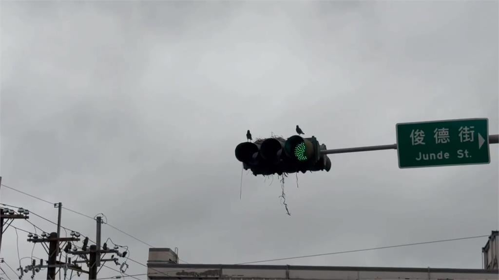 基隆七堵奇景！　八哥鳥在號誌燈上築巢原因曝光了