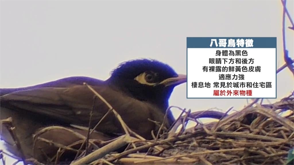 基隆七堵奇景！　八哥鳥在號誌燈上築巢原因曝光了