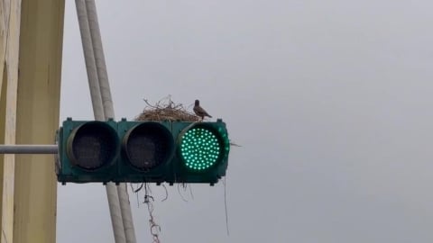 基隆七堵奇景！　八哥鳥在號誌燈上築巢原因曝光了