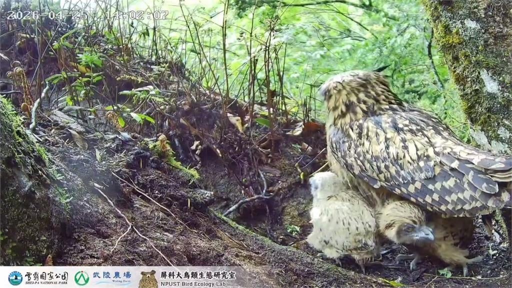 台灣最大型貓頭鷹！暗夜王者「黃魚鴞」　七家灣溪育雛直播全紀錄
