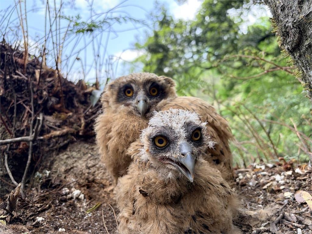 台灣最大型貓頭鷹！暗夜王者「黃魚鴞」　七家灣溪育雛直播全紀錄