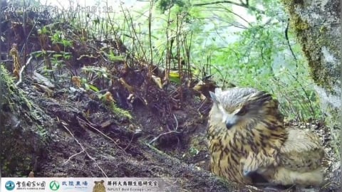 台灣最大型貓頭鷹！暗夜王者「黃魚鴞」　七家灣溪育雛直播全紀錄
