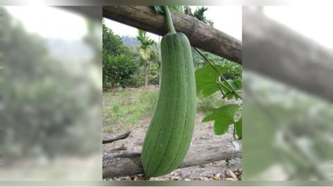 別把肛門當挑戰場！急診驚見斷裂絲瓜　醫：穿越括約肌就慘了