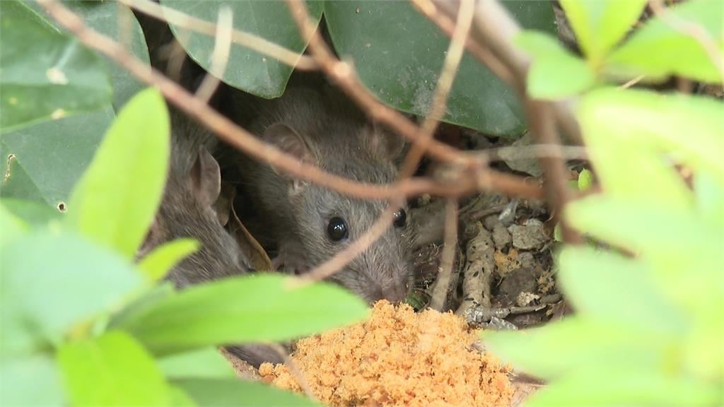 台北市「安鼠之亂」難平定？　大笨鳥吃鼠！專家憂影響生態鏈