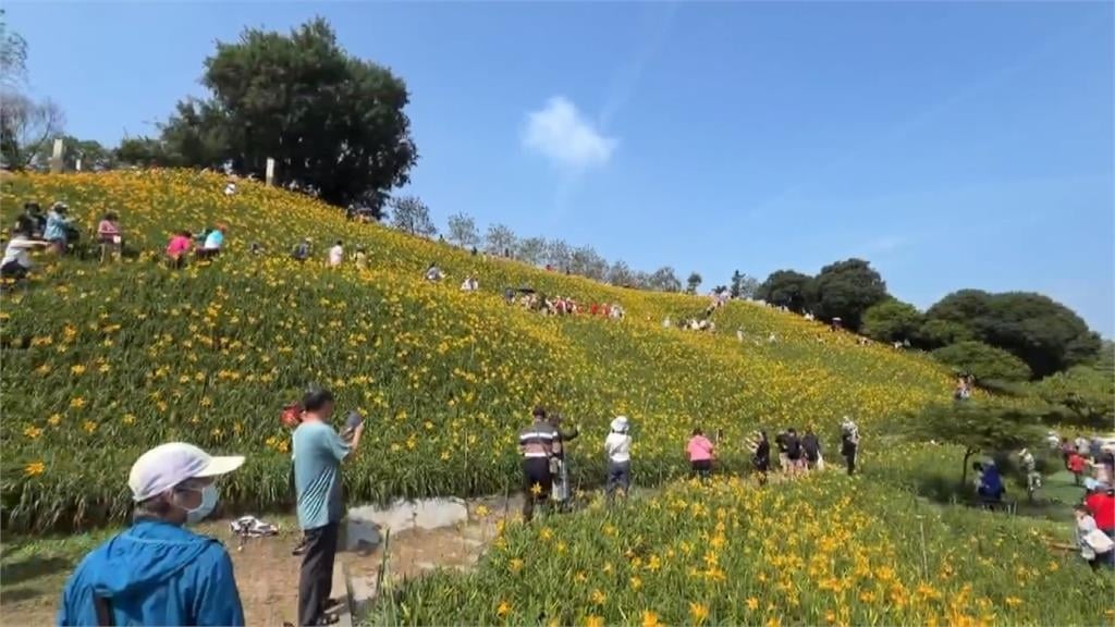 有夠水！　彰化花壇虎山巖「金針花盛開」　湧大批賞花人潮　爆踩踏亂象