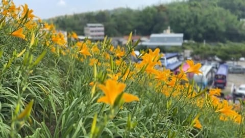 有夠水！　彰化花壇虎山巖「金針花盛開」　湧大批賞花人潮　爆踩踏亂象