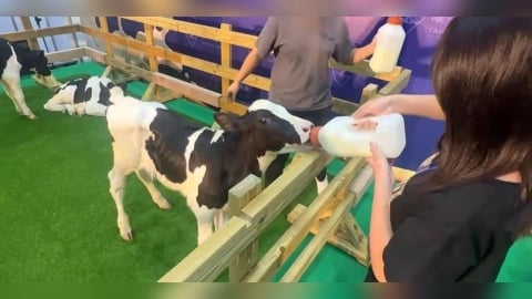 會展中心有乳牛!推廣優質國產鮮乳 親子寓教於樂