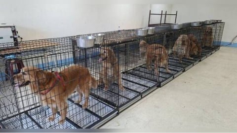 網紅餐廳爆虐犬黑幕！獵犬不打獵慘遭揭發　10犬緊急救出全送醫