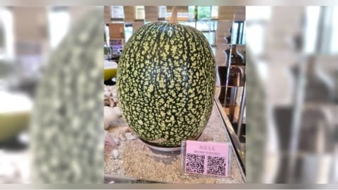飯店展示神秘「北瓜」！外型宛如藝術品　內行讚：吃起來像魚翅