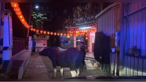 牛闖市區大暴走！苗栗頭份驚見馬路逛大街　警車護送化解驚魂危機