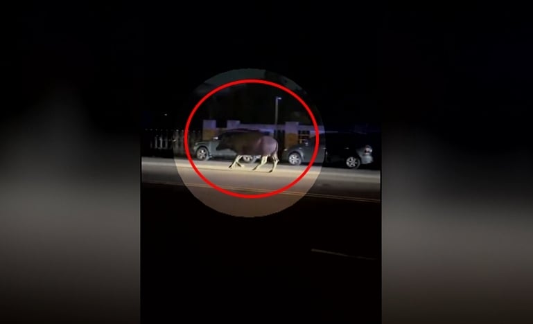 頭份街頭驚見牛隻趴趴走逛大街　警開巡邏車戒護