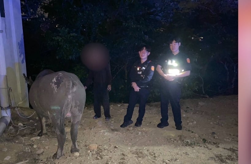頭份街頭驚見牛隻趴趴走逛大街　警開巡邏車戒護