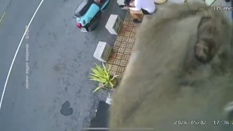 猴囝仔！　高雄咖啡廳闖「不速之客」　　喬監視器的兇手竟是「牠」！