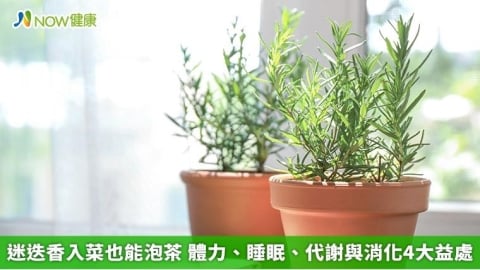 迷迭香入菜也能泡茶 體力、睡眠、代謝與消化4大益處
