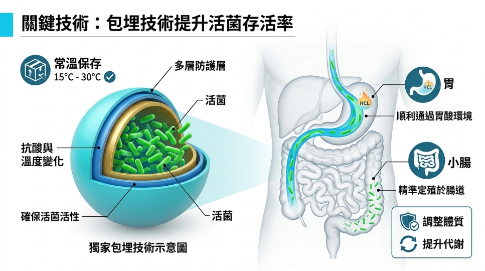 上班族久坐影響消化？3大成分與日常調整重點解析
