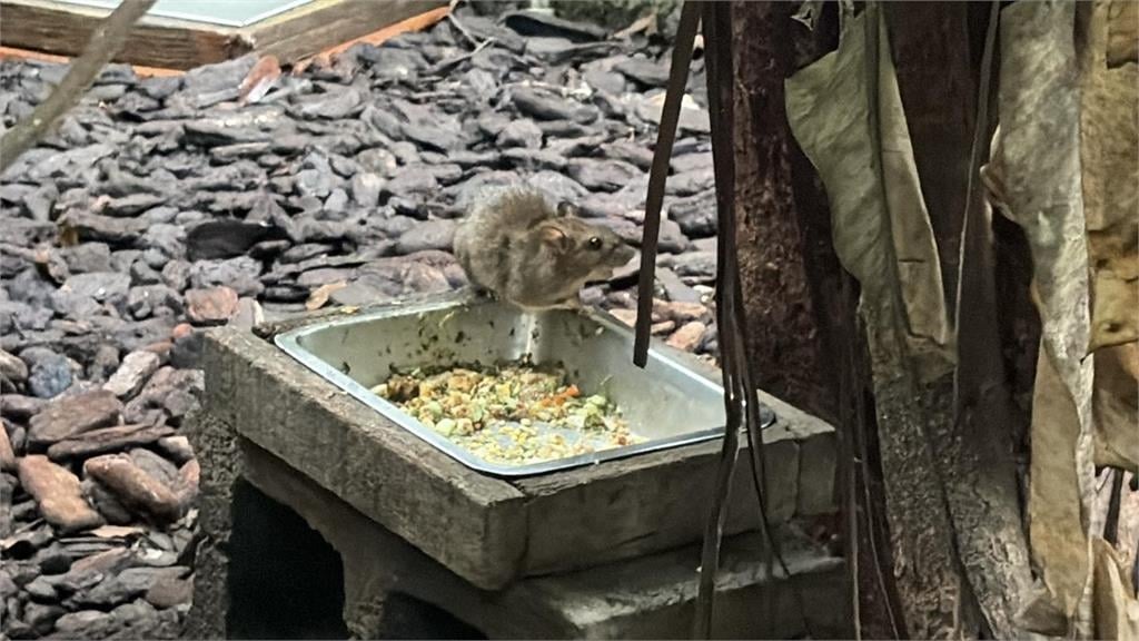 北市「鼠患」入侵商圈、校園！環保局駁斥亂投藥傳聞⋯網見「1關鍵字」氣炸