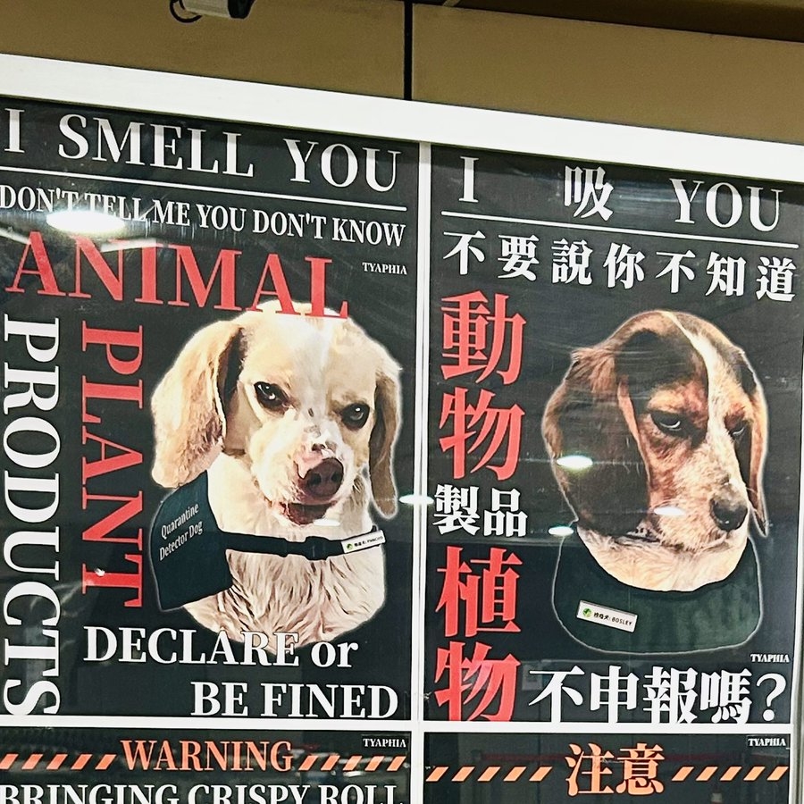 桃機檢疫犬「I 吸 YOU」宣導海報暴紅！超萌反差引80萬人圍觀