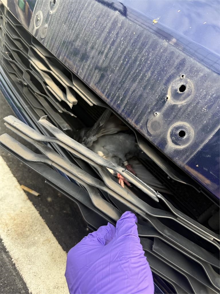 我的車牌怎沒了？　車主休息站遭攔查犯人竟是鴿子