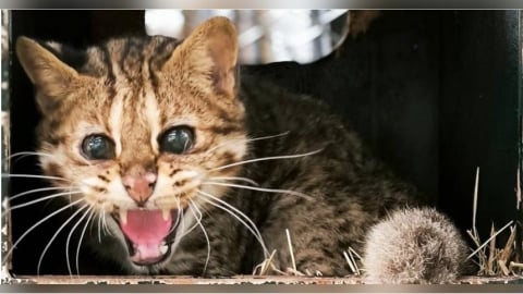 木柵動物園19歲高齡石虎「小母」辭世！粉絲湧入悼念