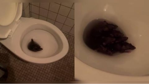 北市餐廳驚見「鼠群擠馬桶開趴」！　他問：我該沖水嗎
