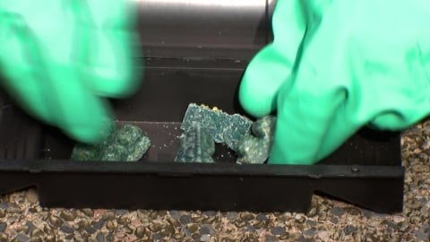 北市鼠患認知作戰？　彭啓明籲市府：別用政治想法卸責