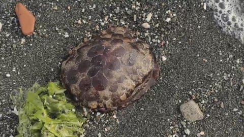 林園海灘驚見"移動紅龜粿"！　含毒性海蛞蝓首現蹤