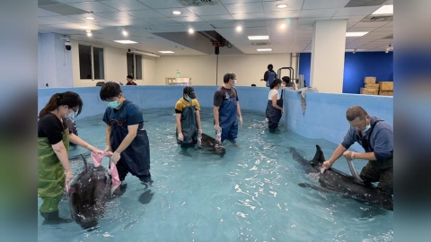從擱淺到回家　新北動保員成功救援4隻小虎鯨野放外海