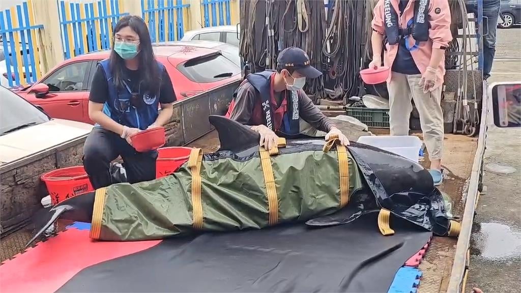 八里擱淺小虎鯨檢查後狀況良好　海巡協助野放重返大海