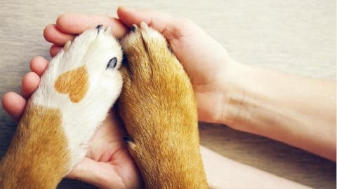 下班只想吸貓逗狗？毛孩陪伴對身心放鬆與生活習慣的可能影響