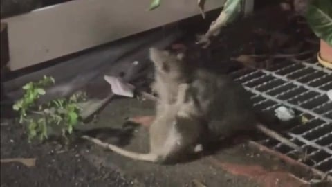雙北鼠患人心惶惶！港媒警告：來台旅遊要小心「漢他病毒」
