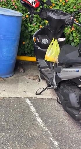 台中也鼠患？　麵包掛機車驚見"老鼠全家出動"覓食