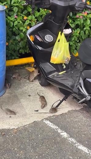 台中也鼠患？　麵包掛機車驚見"老鼠全家出動"覓食