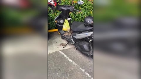 台中也鼠患？　麵包掛機車驚見"老鼠全家出動"覓食