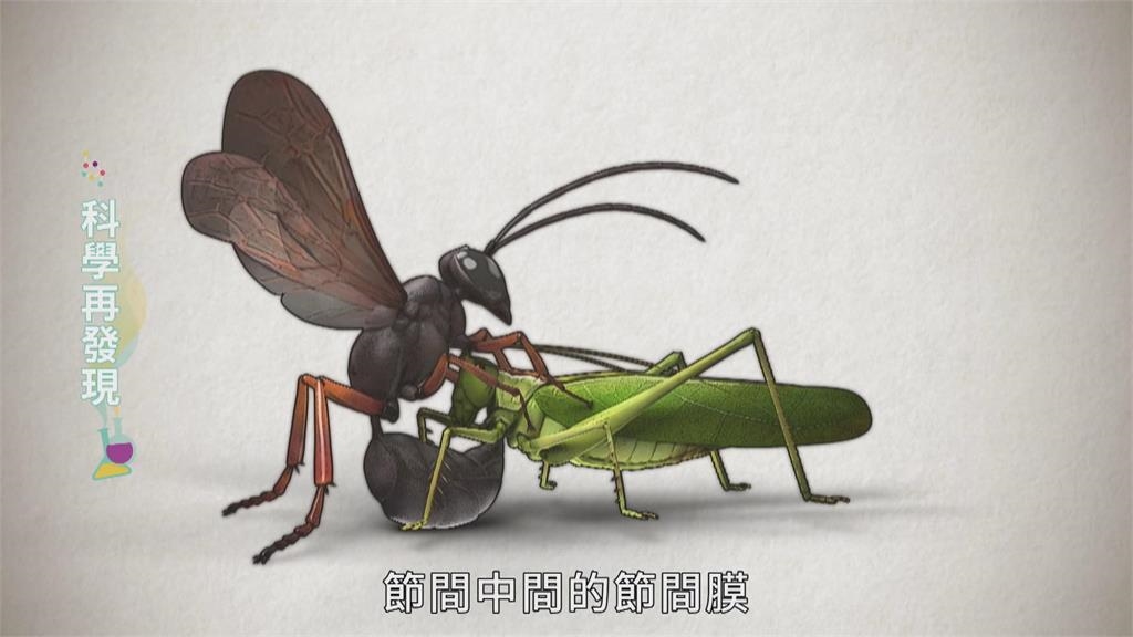 自然生物演化　狩獵蜂精準狩獵技巧