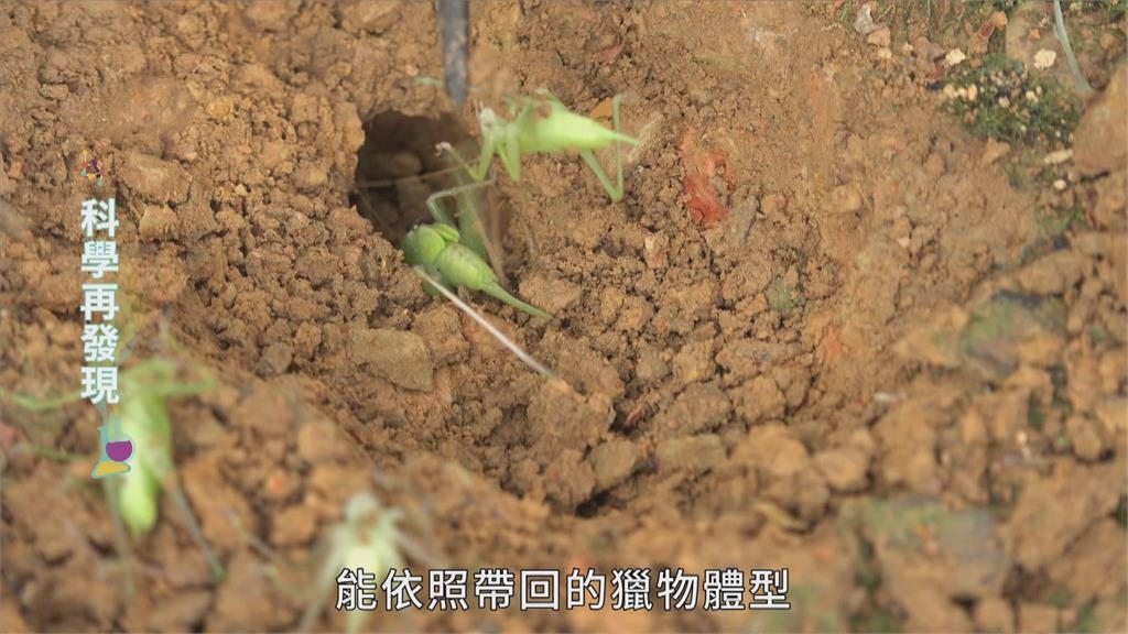 自然生物演化　狩獵蜂精準狩獵技巧