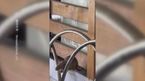 素「鼠」主義？　高雄素食店驚見老鼠大快朵頤