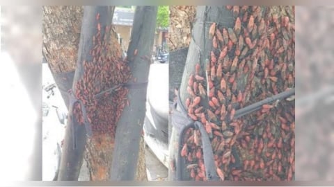 蘆洲行道樹被蟲蟲爬滿一片紅　民眾怕被噴毒液！農業局揭真相