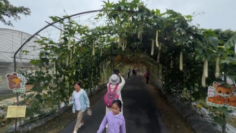 母親節週末吸遊客！　苗栗造橋南瓜節登場 200米南瓜隧道.巨型南瓜超吸睛