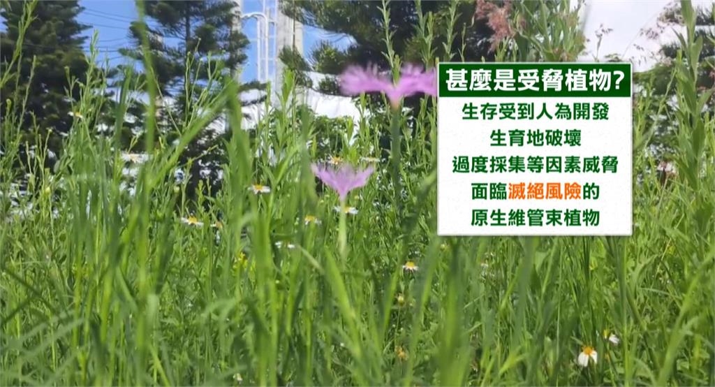 苗栗新埔國小變復育基地 保護逾17種受威脅植物