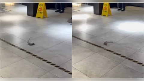 誠品南西店「鼠從天降」！民眾險踩到嚇壞　北市府聯合稽查結果出爐