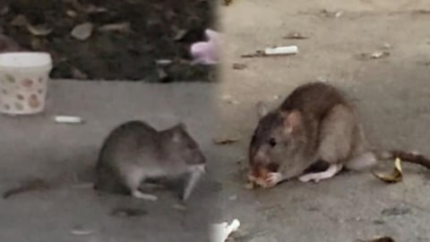 怕蔣戒鼠來亂？北市府「鼠類偵防師」本週上線　民眾可線上預約